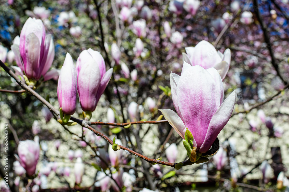 One delicate white and pink magnolia flower in full bloom on a branch in a garden in a sunny spring day, beautiful outdoor floral background photographed with soft focus. One delicate white and pink magnolia flower in full bloom on a branch in a garden in a sunny spring day, beautiful outdoor floral background photographed with soft focus.