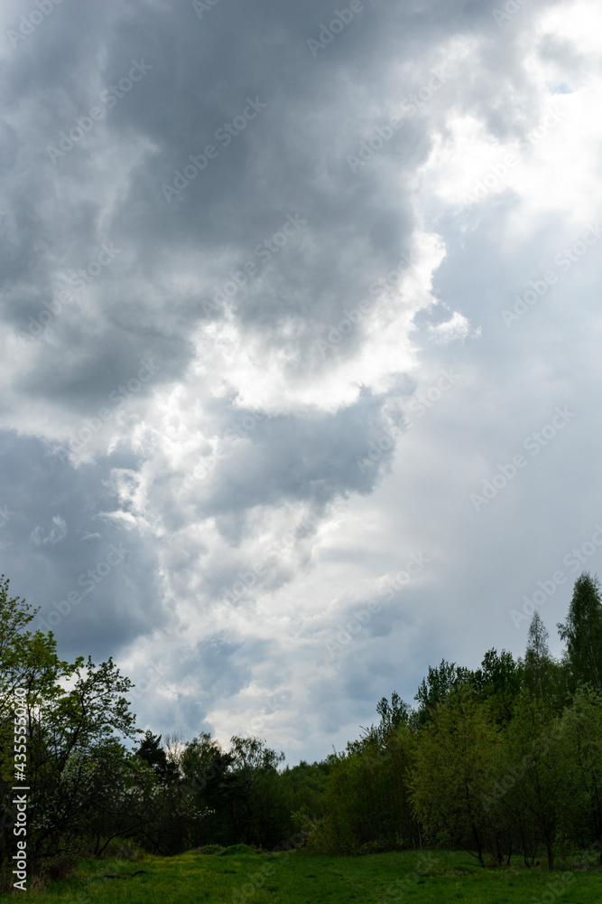 Forest against the background of large thundercloud Forest against the background of large thundercloud