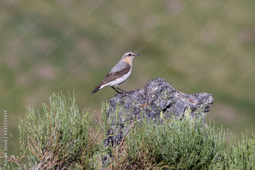 Northern wheatear perched on a stone with lichens in the Leon Mountains Northern wheatear perched on a stone with lichens in the Leon Mountains