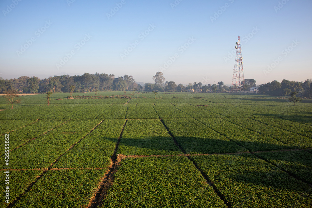 India, farmer, green fields