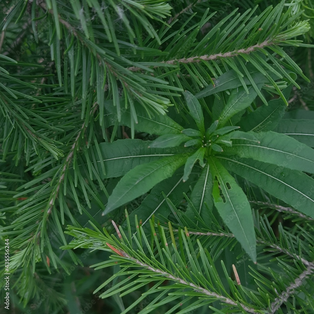 Fototapeta premium green palm leaves