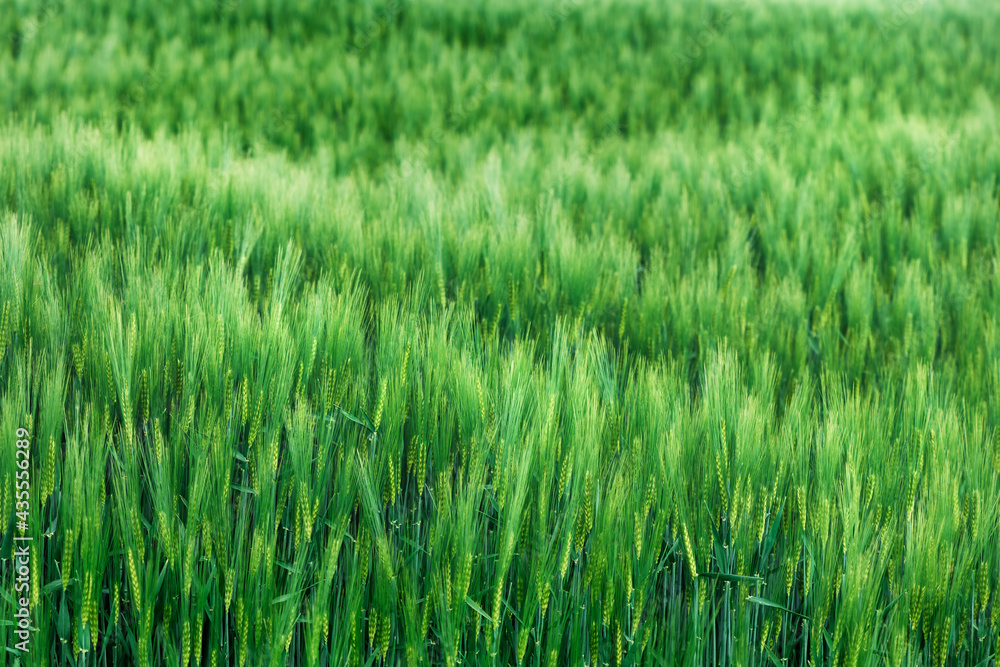Cultivated green wheat plantation field Cultivated green wheat plantation field
