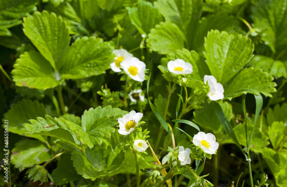 Strawberry bush on an organic farm on a sunny day. Strawberry bush on an organic farm on a sunny day.