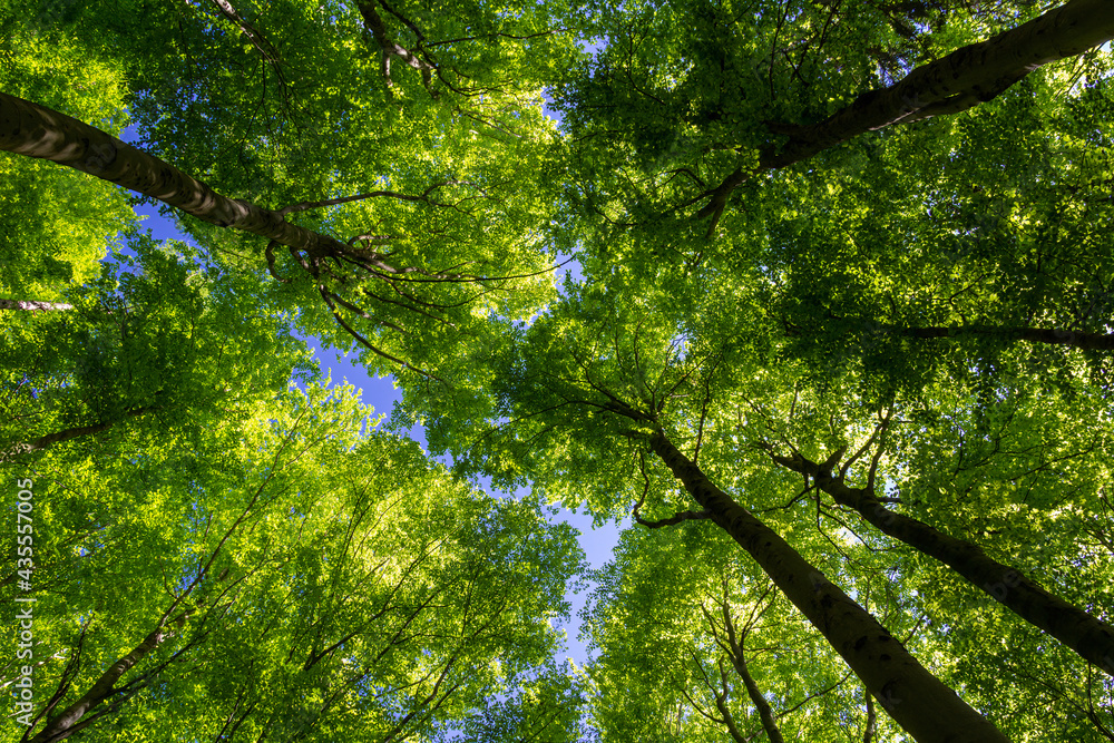 Looking up to beech forest treetop. Spring green foliage agians blue sky. Czech landscape Looking up to beech forest treetop. Spring green foliage agians blue sky. Czech landscape