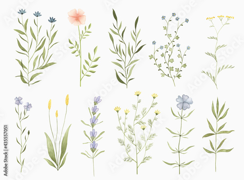 Set of watercolor widflowers. Hand drawn summer botanical design elements for wedding invitation, greeting card, postcard, stickers and other. © viktoriiavk