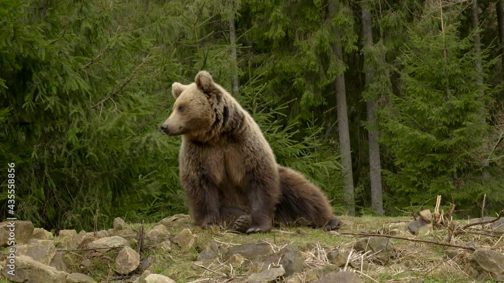 Bear rests in wild forest Bear rests in wild forest
