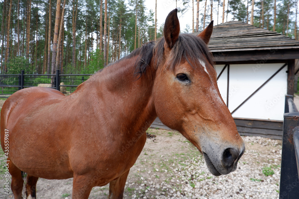 Naklejka premium portrait of a brown horse