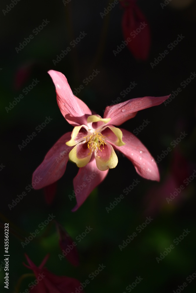 Fototapeta premium Zweifarbige blühende Akelei (Aquilegia)