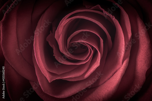 close up on salmon pink rose petals