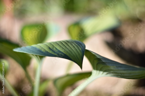Wallpaper Mural Funkie (Hosta) Torontodigital.ca