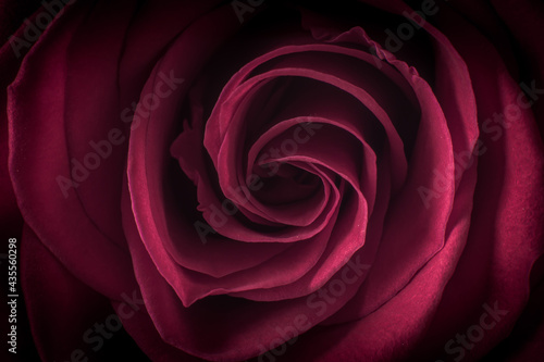 close up on maroon pink rose petals