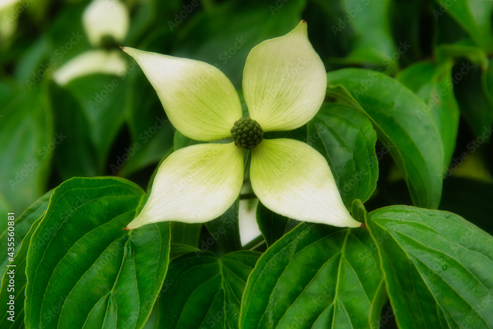 Fototapeta premium まるでモチーフのような花を咲かせた、満開のヤマボウシ