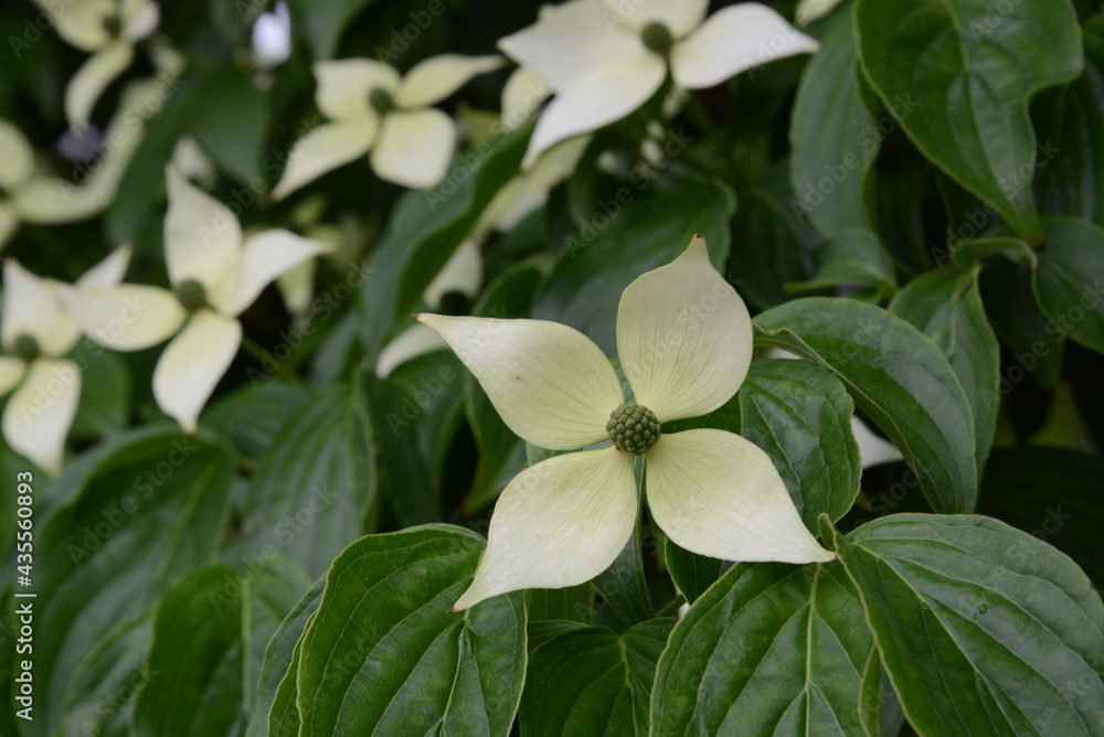 Obraz premium まるでモチーフのような花を咲かせた、満開のヤマボウシ