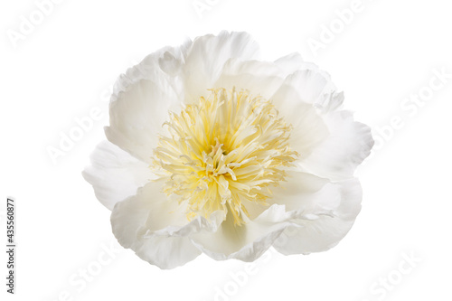 Elegant peony flower with white petals and yellow stamens isolated on white background.