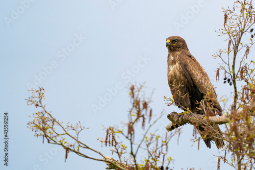 Impressive buzzard  buteo buteo  sitting on a branch in the spring with copy space. Dominant bird of prey is observing on a branch. Feathered animal with white and brown plumage. Blue sky