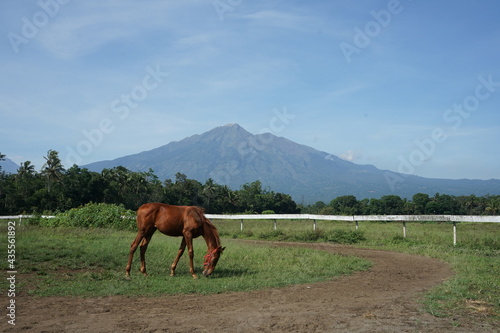 horses on the meadow