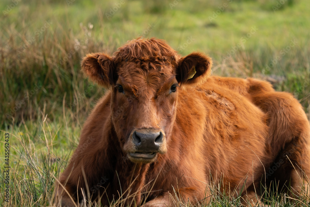 Red angus cow, the cow lies relaxed in a green Dutch meadow. Loo