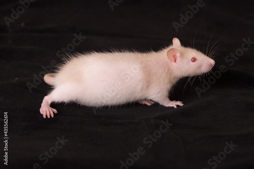 Small baby rat