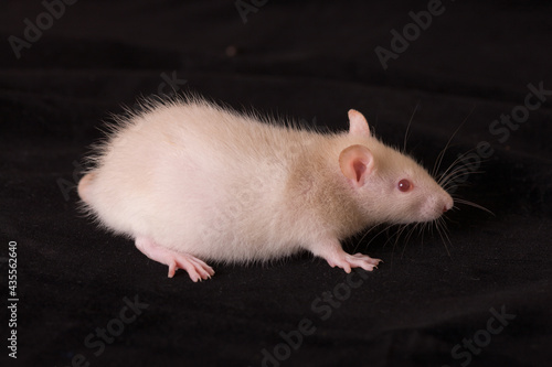 Small white baby rat