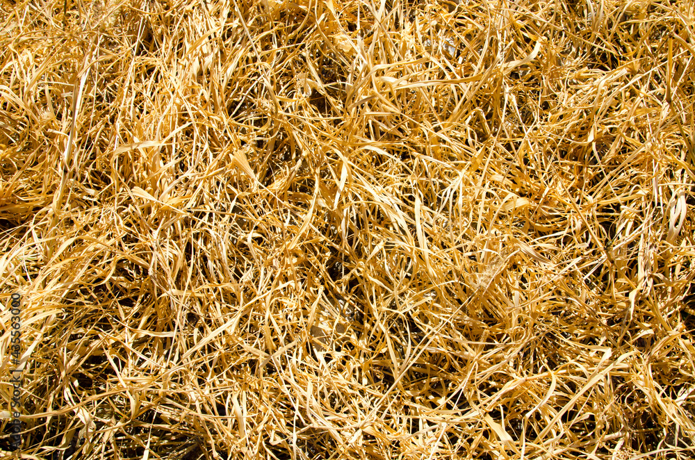 Hay bales are stacked in large stacks. Harvesting in agriculture Hay texture.
Hay bales are stacked in large stacks. Harvesting in agriculture Hay texture.