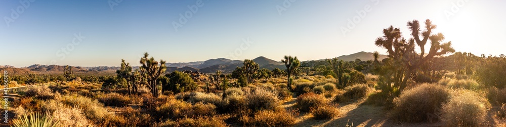 Panorama shot of desert flora nature with joshua trees and dry plants in joshua tree national park in america