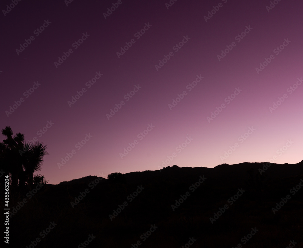 Obraz premium Medium shot of silhuette of horizon aganst colored violet, purple night sky in joshua tree national park in america