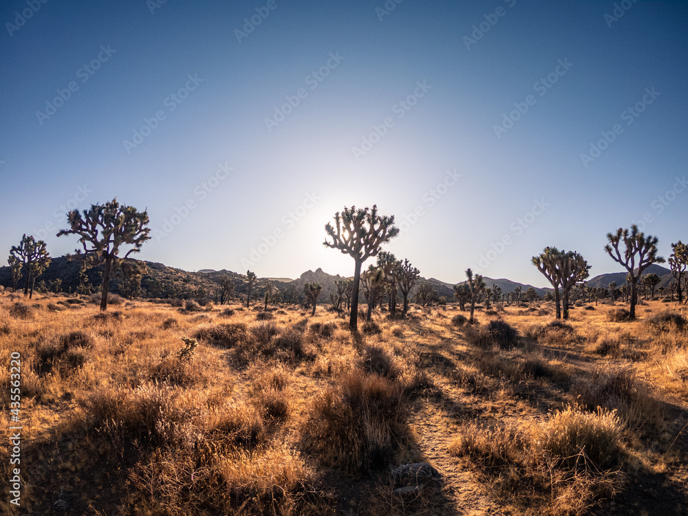 Wide shot of field of joshua trees cactus and shadows in dry desert bush in national park in america