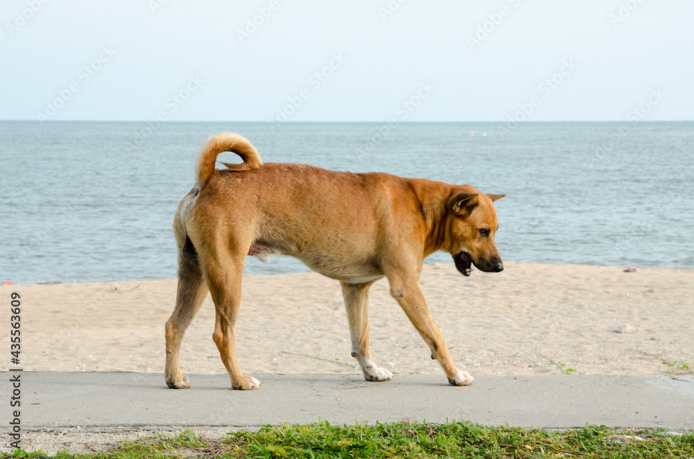 Dogs eat food by the sea