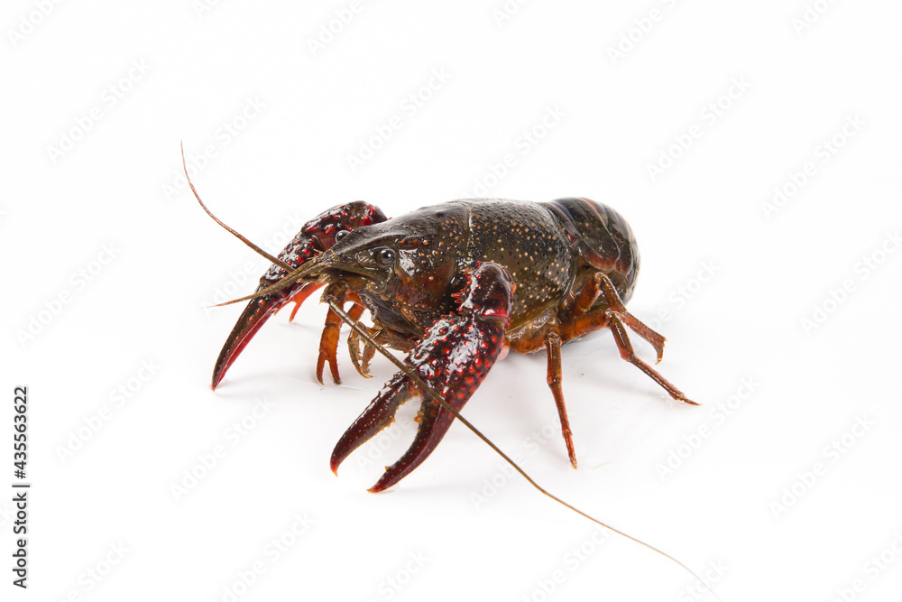 Live crayfish close up isolated on a white background. Live crayfish close up isolated on a white background.