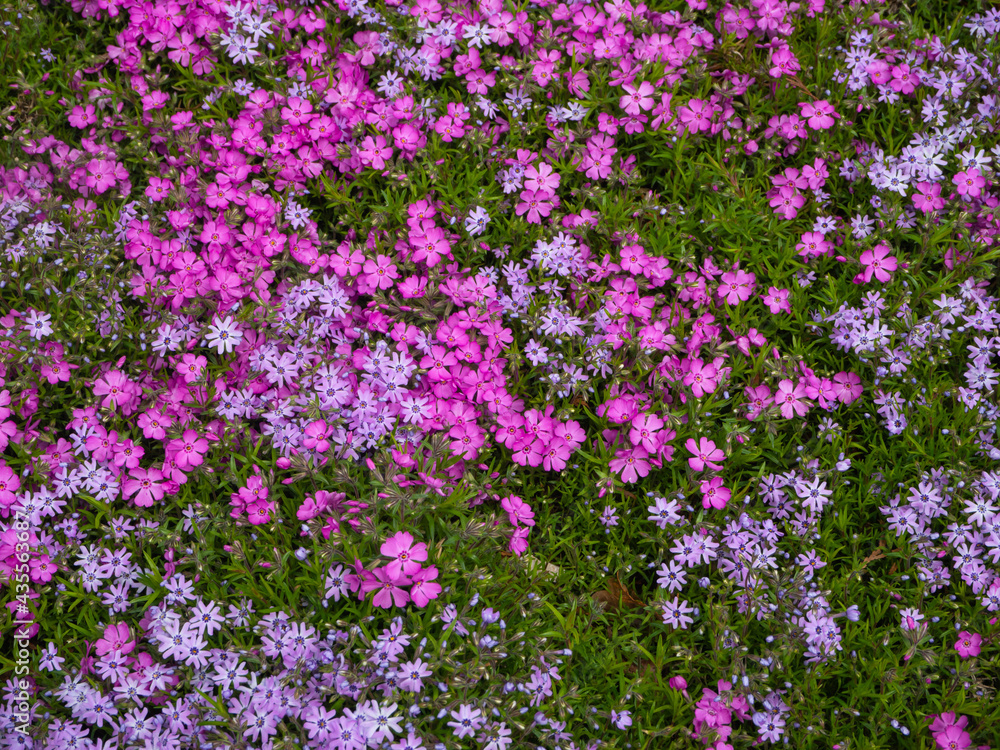 Floral background. Carpet of multicolored creeping flowers of phlox paniculata top view