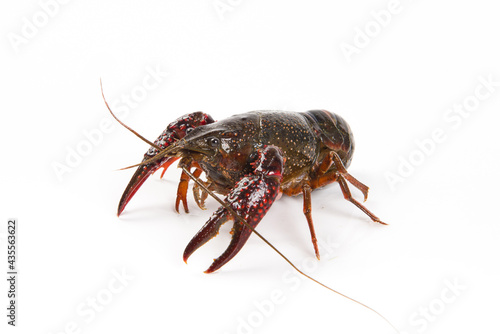 Live crayfish close up isolated on a white background.