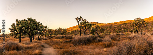 Panorama shot of joshua trees and dusty path in desert hills at sunset in national park in america © AllThings
