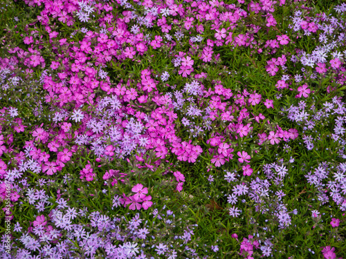 Floral background. Carpet of multicolored creeping flowers of phlox paniculata top view