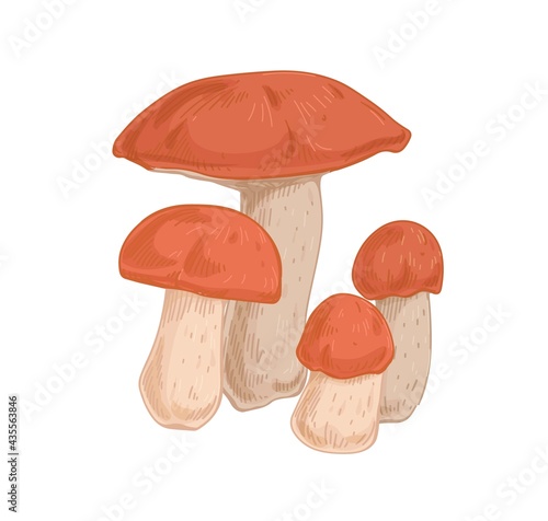 Red-capped scaber stalk mushrooms. Raw edible fungi composition. Big and small forest fungus. Natural organic food. Colored hand-drawn vector illustration isolated on white background