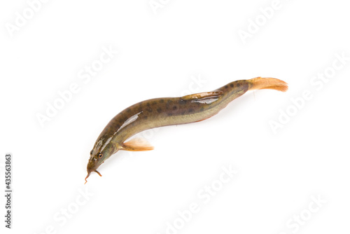 Fresh live loach isolated on white background