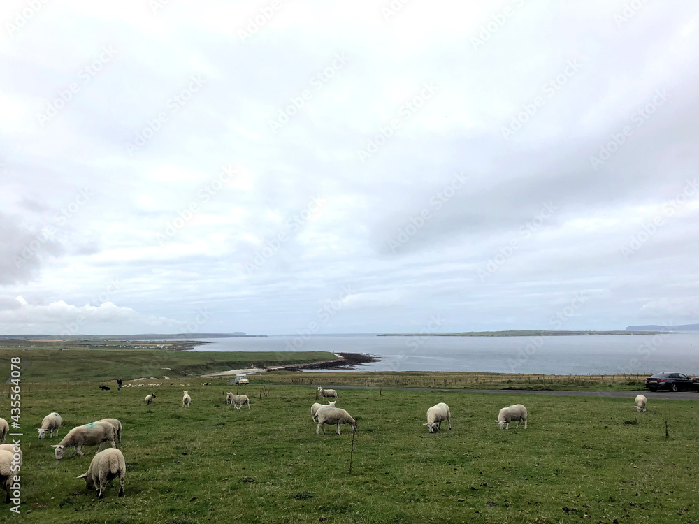 Fototapeta premium Scottish Field Landscape with Sheep