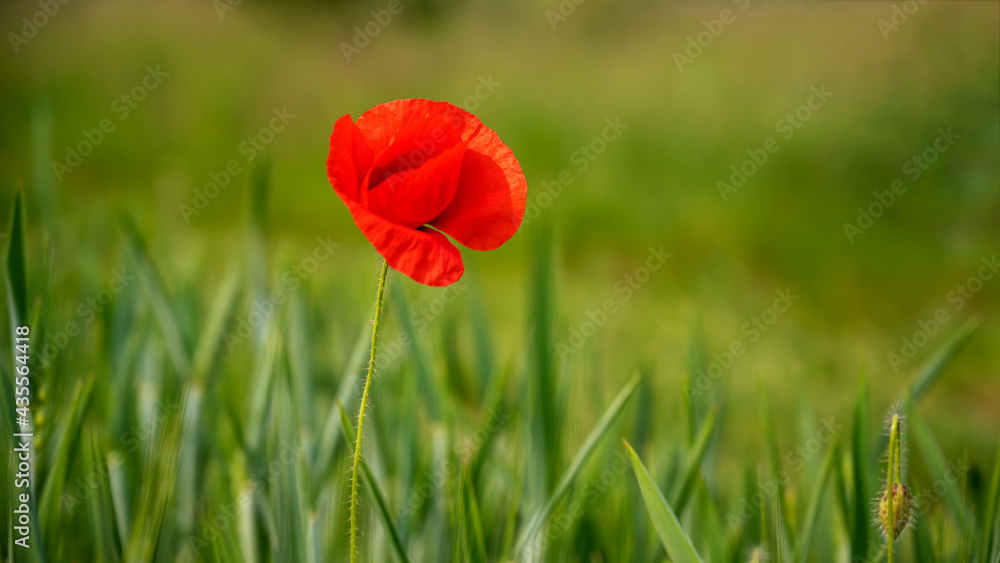 Obraz premium Poppy flower or papaver rhoeas poppy with the light