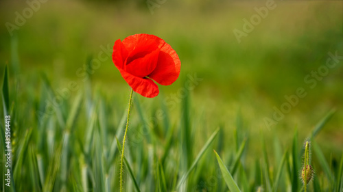 Poppy flower or papaver rhoeas poppy with the light