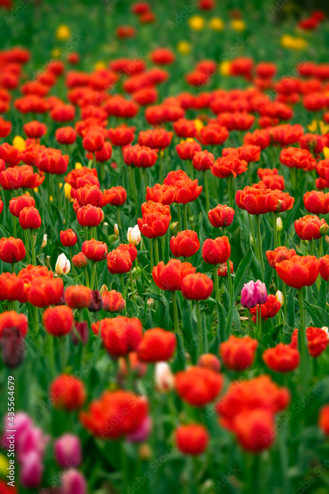 Tulip field in the Netherlands with beautifully colored blooming tulips Tulip field in the Netherlands with beautifully colored blooming tulips