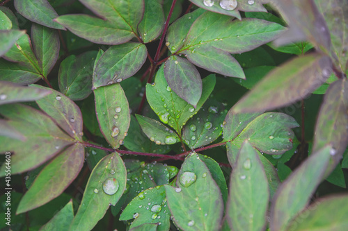 Piony green leaves with water drops. Extreme close up view of leaves. Beautiful piony with water drops. Banner with copy space for text. Can use as natural pattern background for design  social media