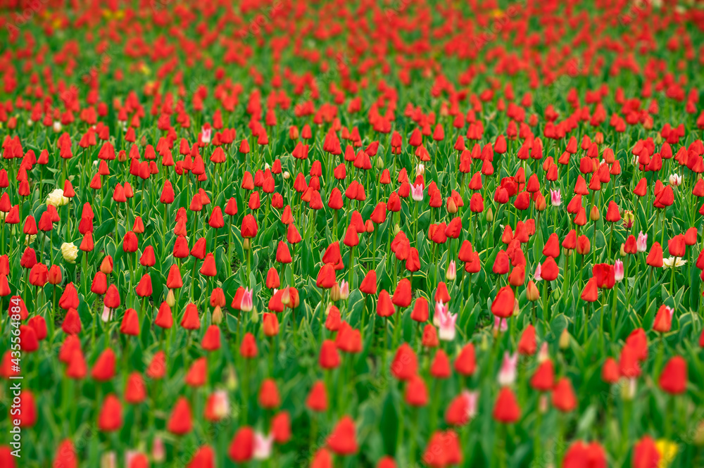 Tulip field in the Netherlands with beautifully colored blooming tulips