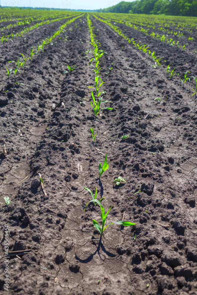 Corn field Corn field