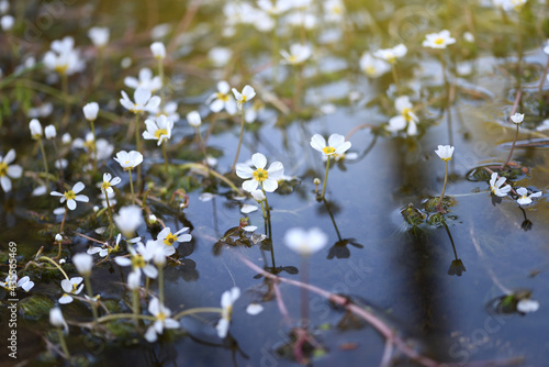 Delicate white flowers emerging in the water in a clear water creek