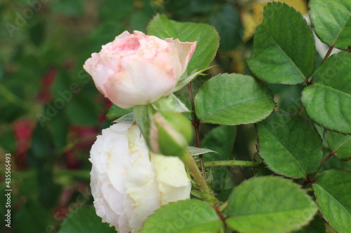 rose in the garden