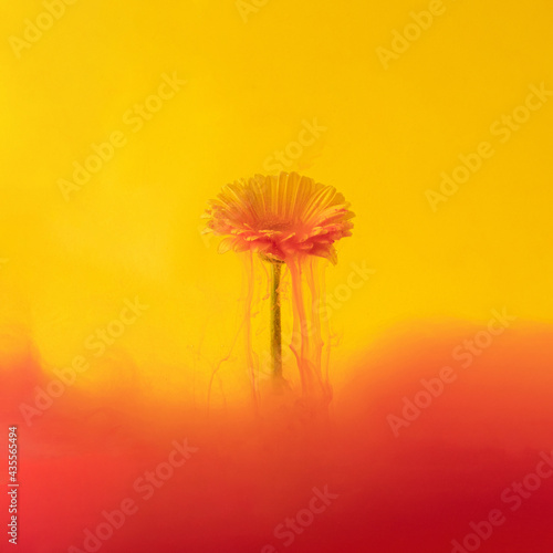 Fototapeta Naklejka Na Ścianę i Meble -  abstract red fluid paint with fresh yellow gerber on sunny summer bright yellow background. fluid creative concept composition with copy space. minimal natural luxury abstract art