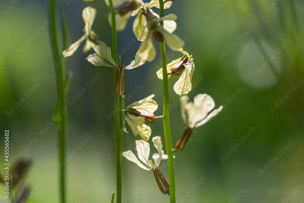 Wildflowers Wildflowers