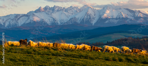 A flock of sheep grazing on a mountain meadow against the backdrop of peaks at sunset Pieniny, Poland