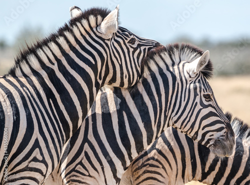 zebra couple close up portrait