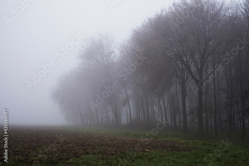 misty morning in the forest