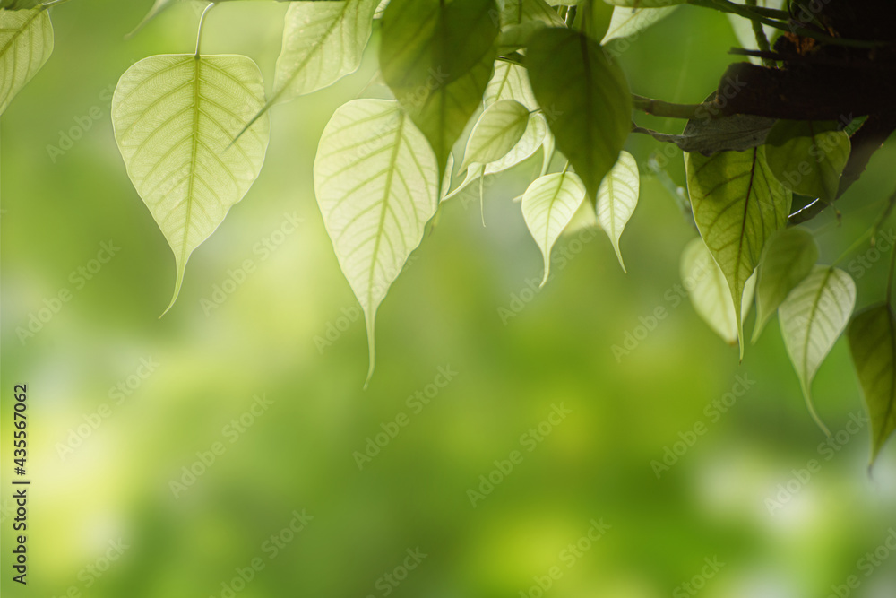Green leaf for nature on blurred background, Green leaf for nature on blurred background,